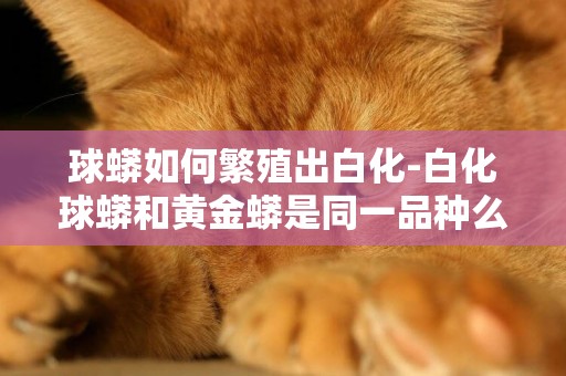 球蟒如何繁殖出白化-白化球蟒和黃金蟒是同一品種么
