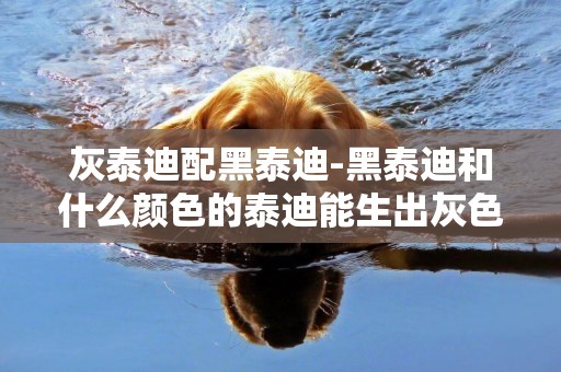 灰泰迪配黑泰迪-黑泰迪和什么顏色的泰迪能生出灰色的