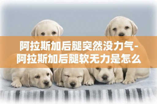 阿拉斯加后腿突然沒力氣-阿拉斯加后腿軟無力是怎么回事