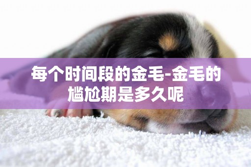 每個時間段的金毛-金毛的尷尬期是多久呢