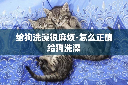 給狗洗澡很麻煩-怎么正確給狗洗澡