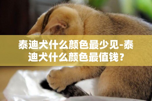 泰迪犬什么顏色最少見-泰迪犬什么顏色最值錢？
