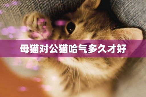 母貓對公貓哈氣多久才好