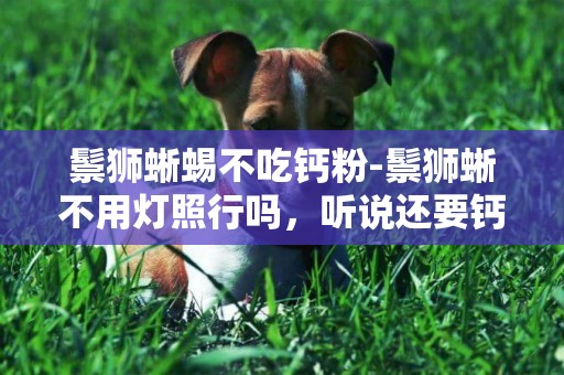 鬃獅蜥蜴不吃鈣粉-鬃獅蜥不用燈照行嗎，聽說還要鈣粉