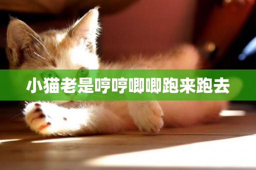 小貓老是哼哼唧唧跑來跑去