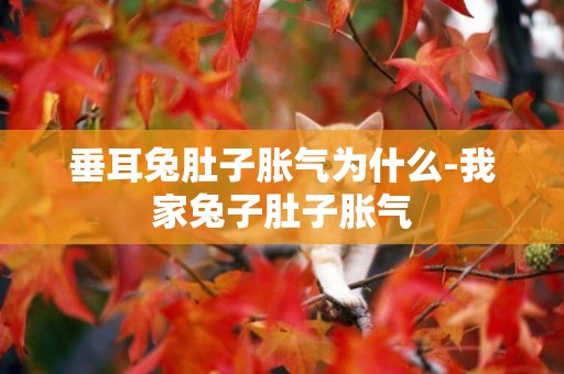 垂耳兔肚子脹氣為什么-我家兔子肚子脹氣