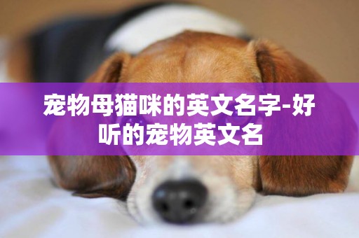寵物母貓咪的英文名字-好聽的寵物英文名