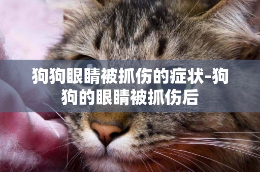 狗狗眼睛被抓傷的癥狀-狗狗的眼睛被抓傷后