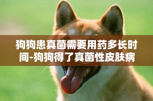 狗狗患真菌需要用藥多長時間-狗狗得了真菌性皮膚病