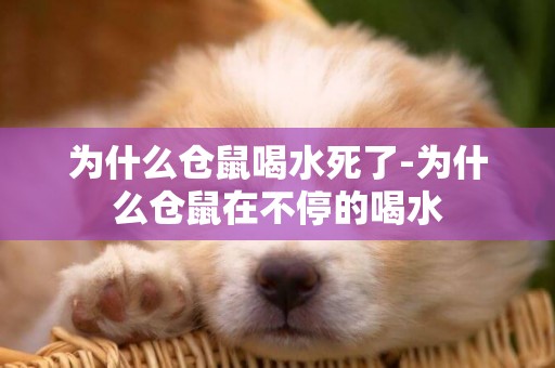為什么倉鼠喝水死了-為什么倉鼠在不停的喝水