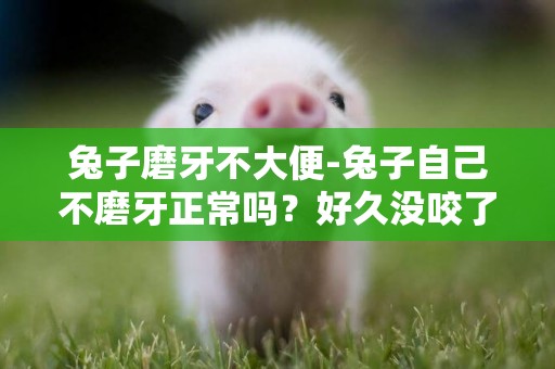 兔子磨牙不大便-兔子自己不磨牙正常嗎？好久沒咬了