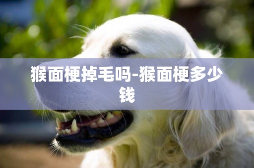 猴面梗掉毛嗎-猴面梗多少錢