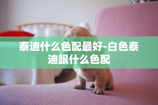 泰迪什么色配最好-白色泰迪跟什么色配