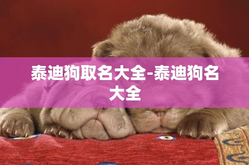 泰迪狗取名大全-泰迪狗名大全