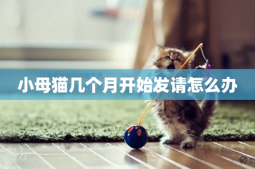 小母貓幾個月開始發請怎么辦