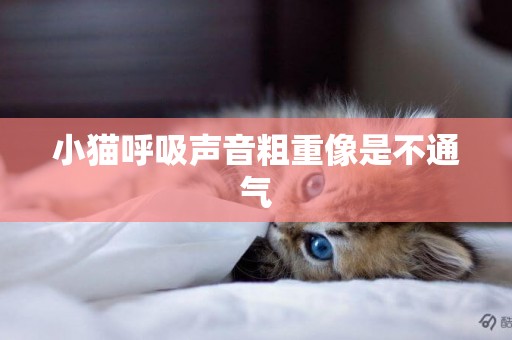 小貓呼吸聲音粗重像是不通氣