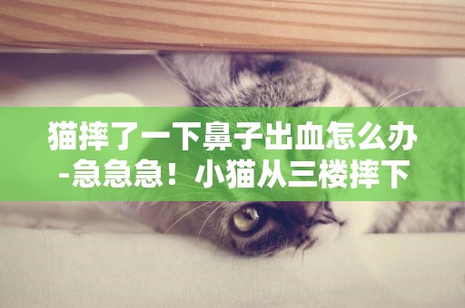 貓摔了一下鼻子出血怎么辦-急急急！小貓從三樓摔下