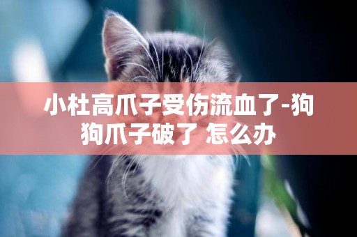 小杜高爪子受傷流血了-狗狗爪子破了 怎么辦