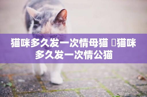 貓咪多久發一次情母貓 ?貓咪多久發一次情公貓