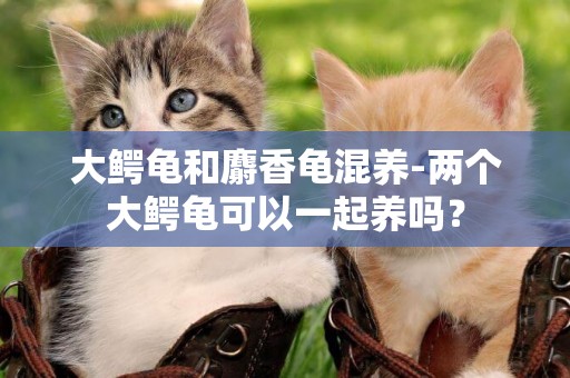 大鱷龜和麝香龜混養-兩個大鱷龜可以一起養嗎？