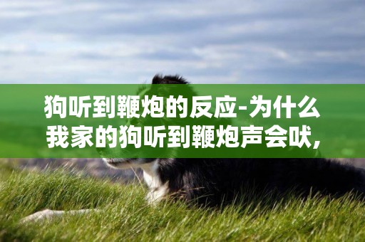 狗聽到鞭炮的反應-為什么我家的狗聽到鞭炮聲會吠,它是害怕么