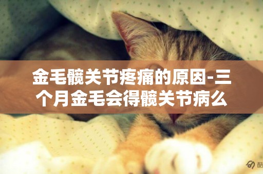 金毛髖關節疼痛的原因-三個月金毛會得髖關節病么