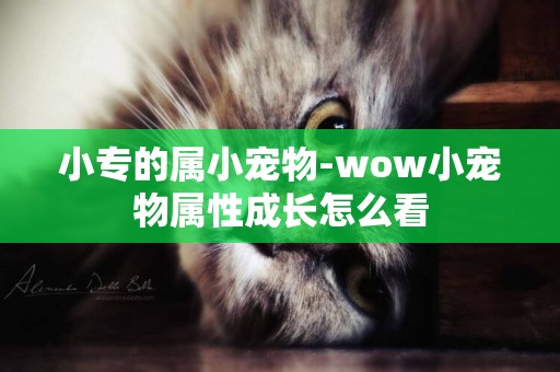 小專的屬小寵物-wow小寵物屬性成長怎么看
