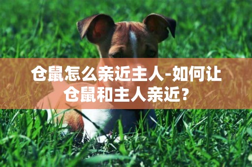 倉鼠怎么親近主人-如何讓倉鼠和主人親近？