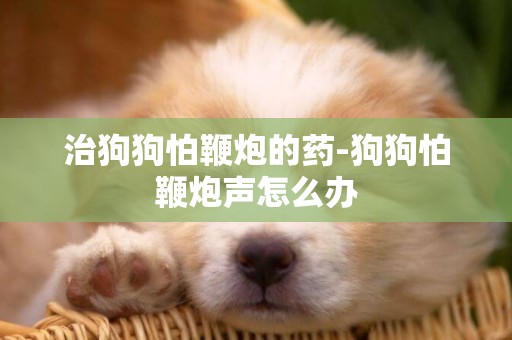 治狗狗怕鞭炮的藥-狗狗怕鞭炮聲怎么辦