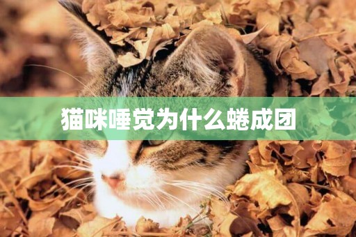貓咪唾覺為什么蜷成團