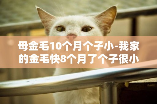 母金毛10個月個子小-我家的金毛快8個月了個子很小啊！怎么辦啊,