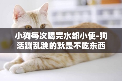 小狗每次喝完水都小便-狗活蹦亂跳的就是不吃東西