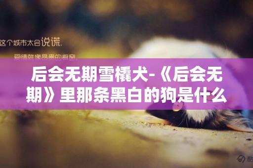 后會無期雪橇犬-《后會無期》里那條黑白的狗是什么品種的？