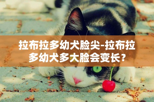 拉布拉多幼犬臉尖-拉布拉多幼犬多大臉會變長？
