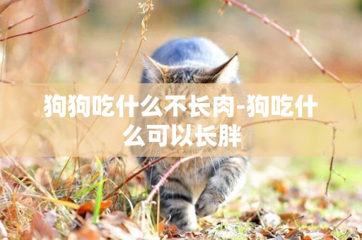 狗狗吃什么不長肉-狗吃什么可以長胖