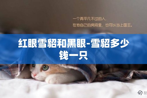 紅眼雪貂和黑眼-雪貂多少錢一只