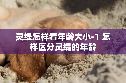 靈緹怎樣看年齡大小-1 怎樣區分靈緹的年齡