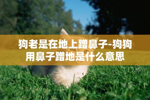 狗老是在地上蹭鼻子-狗狗用鼻子蹭地是什么意思