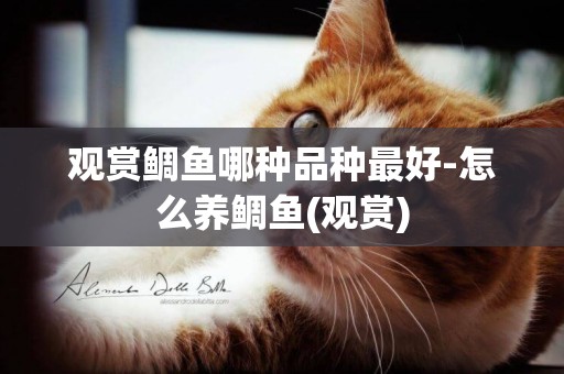 觀賞鯛魚哪種品種最好-怎么養鯛魚(觀賞)