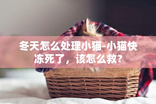 冬天怎么處理小貓-小貓快凍死了，該怎么救？