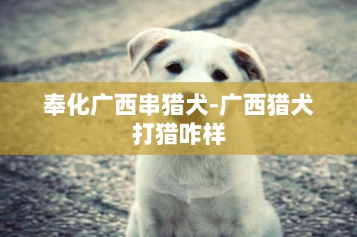 奉化廣西串獵犬-廣西獵犬打獵咋樣