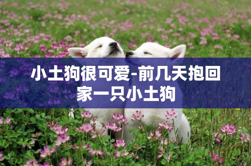 小土狗很可愛-前幾天抱回家一只小土狗