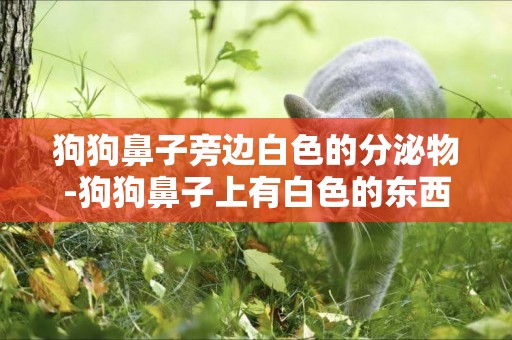 狗狗鼻子旁邊白色的分泌物-狗狗鼻子上有白色的東西那是什么呀