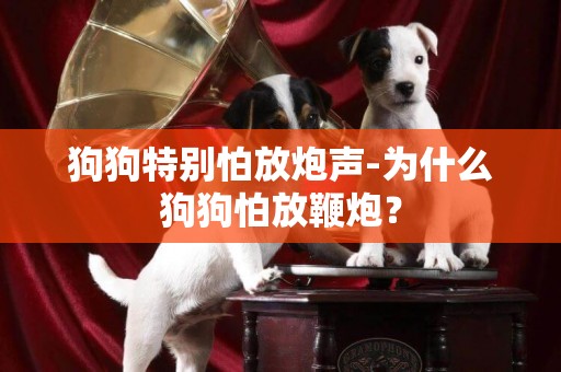 狗狗特別怕放炮聲-為什么狗狗怕放鞭炮？