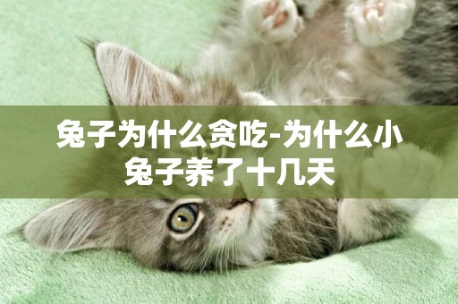 兔子為什么貪吃-為什么小兔子養了十幾天