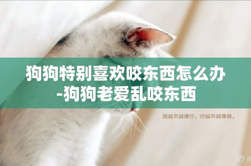 狗狗特別喜歡咬東西怎么辦-狗狗老愛亂咬東西