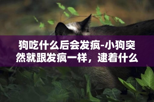 狗吃什么后會發瘋-小狗突然就跟發瘋一樣，逮著什么吃什么。