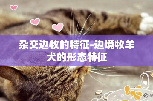 雜交邊牧的特征-邊境牧羊犬的形態特征