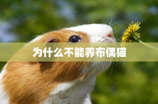 為什么不能養布偶貓