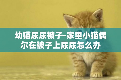 幼貓尿尿被子-家里小貓偶爾在被子上尿尿怎么辦